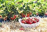 naturling Garten-Holzwolle 2,5kg für Erdbeeren und Gemüse - unbehandelte Natur Kiefer Gemüsewolle zum Mulchen