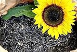 Sonnenblumenkerne Schwarz 25 Kg Futterbauer Neue Ernte 2023 Vogelfutter