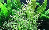 Tropica Aquariumpflanze Murdannia keisak Bambus Nr.135 Wasserpflanzen Aquarium Aquariumpflanzen